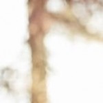 Profile image for Sera Cahoone